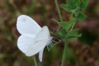Leptidea sinapis