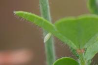 Leptidea sinapis