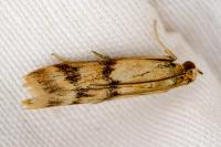 Homoeosoma sinuella