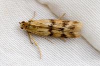 Homoeosoma sinuella