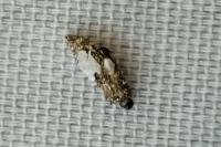 Proutia betulina