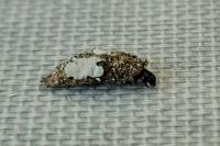 Proutia betulina