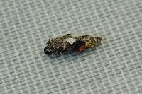 Proutia betulina