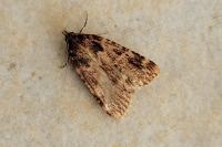 Aglossa caprealis