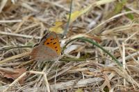 Lycaena phlaeas