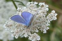 Polyommatus icarus