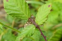 Pyrausta purpuralis