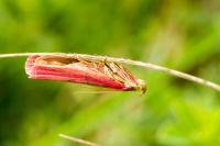 Oncocera semirubella