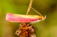 Oncocera semirubella