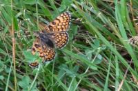 Melitaea cinxia