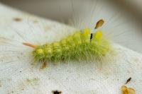 Calliteara pudibunda