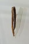 Agriphila tristella