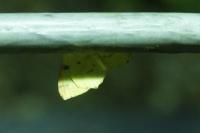 Opisthograptis luteolata