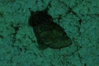 Gluphisia crenata