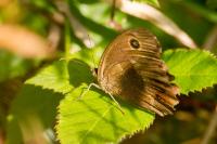Minois dryas