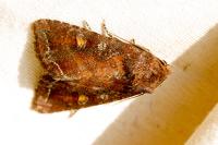 Lacanobia oleracea
