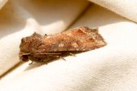 Lacanobia oleracea