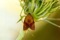 Cacoecimorpha pronubana