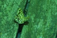 Chiasmia clathrata