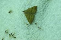 Scotopteryx luridata/mucronata