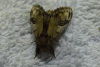 Notodonta ziczac