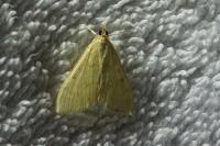 Ostrinia nubilalis
