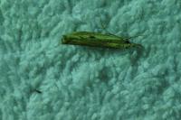 Agriphila geniculea