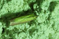 Oncocera semirubella