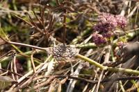 Chiasmia clathrata