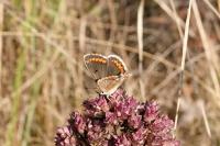 Aricia agestis