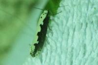 Ethmia bipunctella