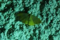 Watsonalla binaria