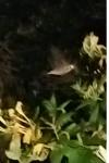 Agrius convolvuli
