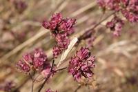 Agriphila straminella