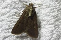 Peridroma saucia