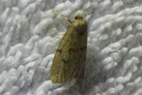 Apaidia mesogona