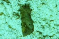 Clostera anachoreta