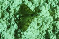 Nomophila noctuella