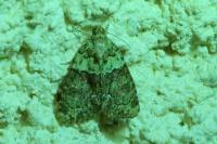 Cryphia algae