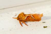 Triodia sylvina