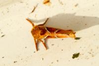Triodia sylvina