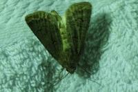 Agrotis bigramma