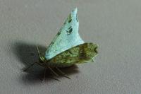 Macaria alternata