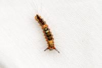 Orgyia antiqua