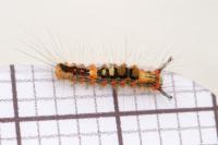 Orgyia antiqua