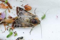 Anarta myrtilli