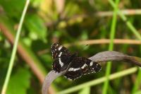Araschnia levana
