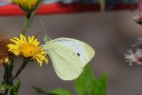 Pieris rapae