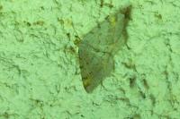 Macaria liturata