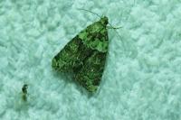 Cryphia algae